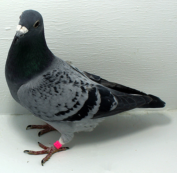 Band: AU 41474 AA 2025